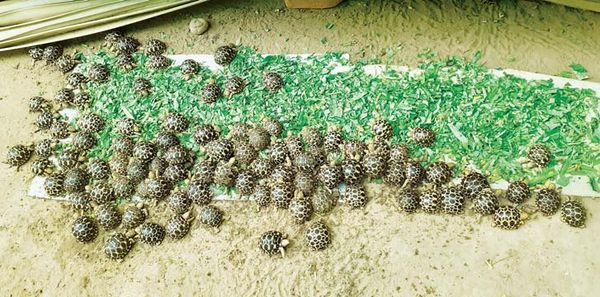 饲养世界级珍稀动物星龟达到1万多只的蒲甘野生动物保护公园