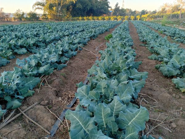 马奎省本漂县种植菜花已获得成功