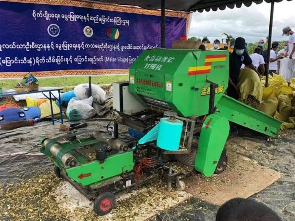 缅甸青贮玉米作为动物饲料出口至中国
