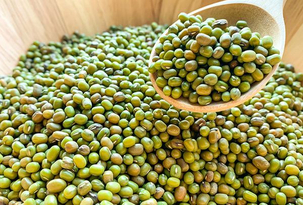 仰光省将种植冬作物绿豆40多万英亩