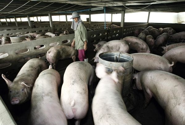 仰光省鸡肉与猪肉生产消费情况