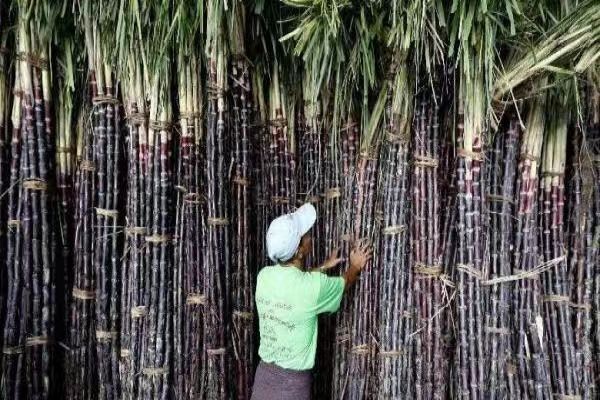 甘蔗收割季节已到糖厂也将开工启动了