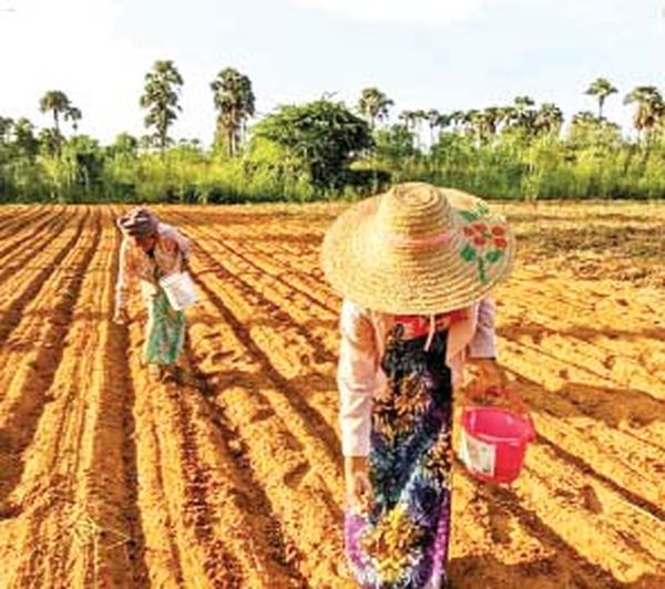 曼德勒省在财政过渡期将种植冬作物鹰嘴豆21多万英亩