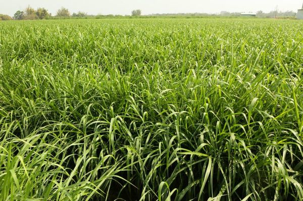 实皆省有不少瓜田改种小麦及鹰嘴豆等农作物