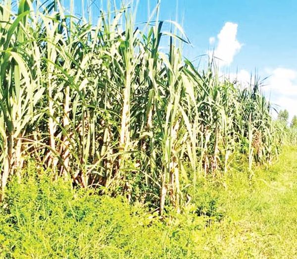 曼德勒省内4县区将种植冬甘蔗2.5万多英亩