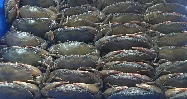 缅甸每月仅出口约30吨软壳蟹