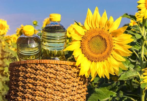 马奎省谬地县区已完成10多万英亩油料作物的种植计划