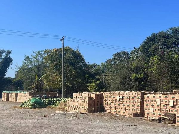 出口中国的西瓜价格持续下跌、农民和贸易商面临亏损