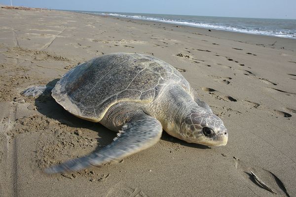 2021年度内伊洛瓦底省龟岛上发现86处龟巢