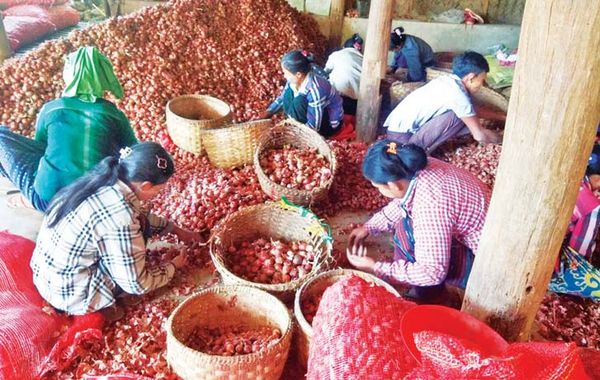 雨季洋葱丰收大量上市