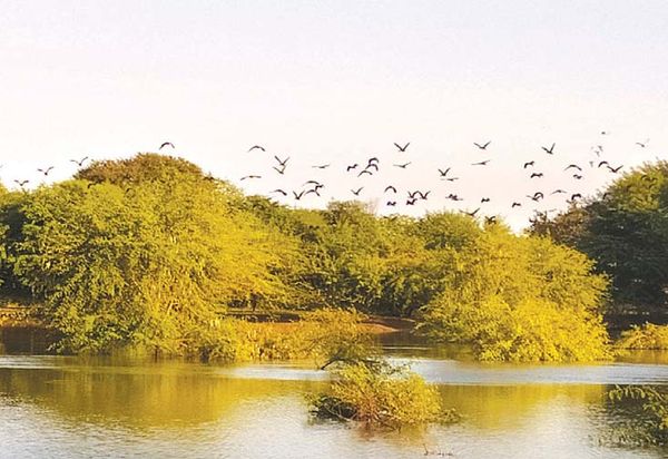 蒲甘—良吴古文化区的沼泽湖泊地区也出现大量的过冬候鸟