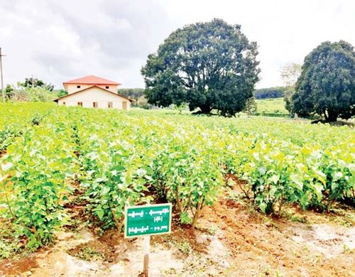 曼德勒省种植了多年生作物桑树150多英亩