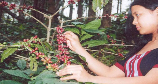 今年咖啡季缅甸将出口 400 至 500 吨咖啡