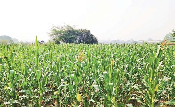 气候变迁价钱不降的玉蜀黍在马奎省内种植者越来越多