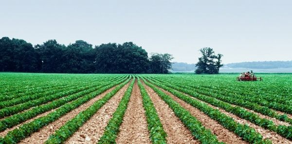 克钦邦密支那专区冬作物种植比去年增加