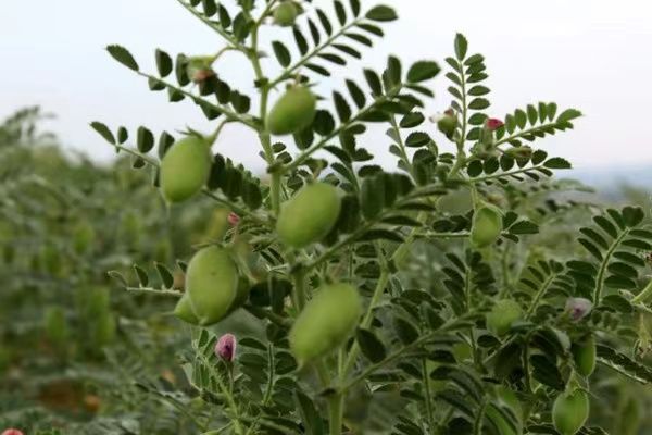 实皆省敏务县区已种植了14,000多英亩鹰嘴豆