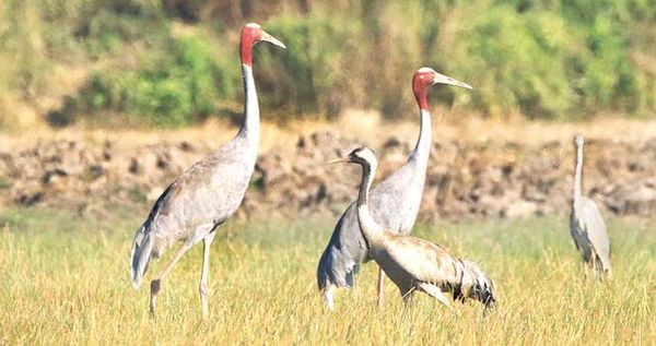 勃固省莫允基湖发现了新型的黑颈鹤鸟类