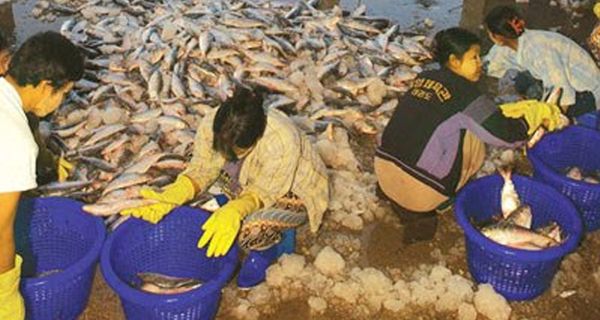 缅甸拟在三个地区展开云鲥鱼类保护工作
