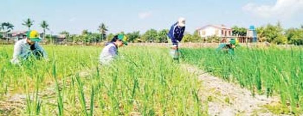 实皆省板卯县区雨季稻收割后作为复种作物种植了洋葱与大蒜作物