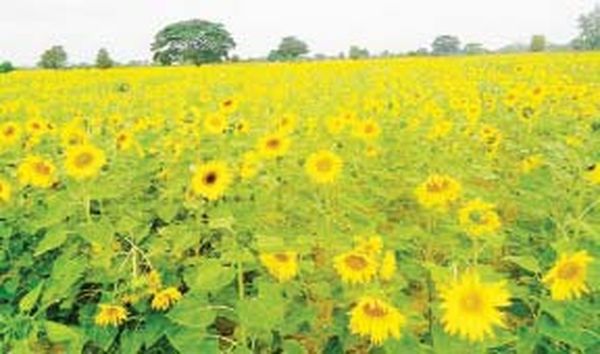 曼德勒省密铁拉专区种植了6,000多英亩向日葵冬季作物