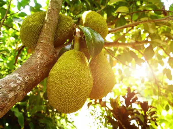 孟邦菠萝蜜今年产量少使该水果获得了好价钱