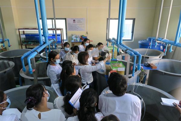 缅甸15所农学院将增设饲养专业学科