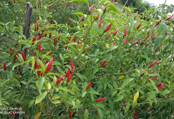 钦邦地区辣椒及蔬菜种植情况