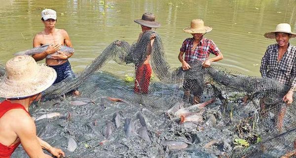 仰光渔业专科学校将在今年6月份正式开课