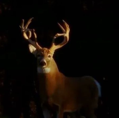 首次发现：野生动物感染奥密克戎！