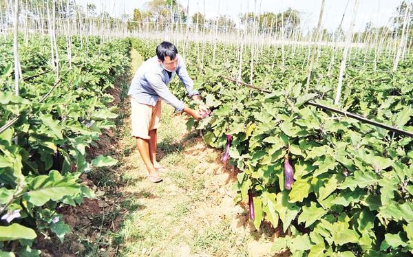 掸邦南部茵莱湖地区在陆地上种植茄子已获得成功