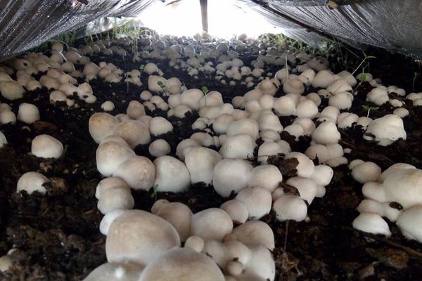 在冬季种植稻草菇是要懂得掌控温度