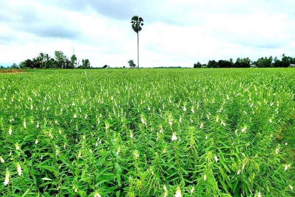 仰光省今年种植夏芝麻模范田100英亩