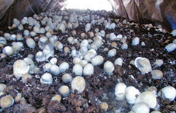 伊洛瓦底省博加礼县区培育的稻草菇获得了好价钱