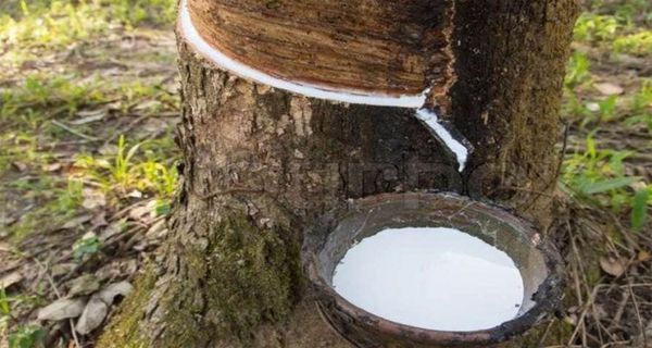 实皆省葛达区橡胶市场前景看好