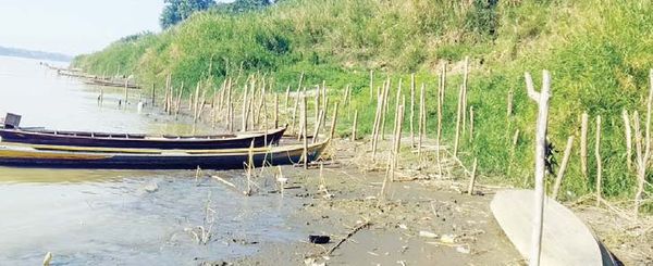 实皆省抛平县区在亲敦江河堤上植树造林保护河堤