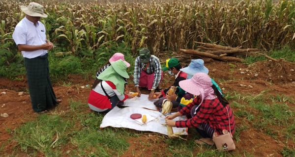 由于泰方对缅甸玉米免税导致玉米行情看涨