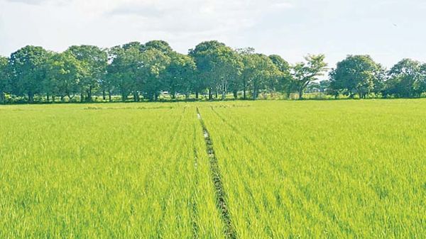 曼德勒省2021年雨季稻争取每英亩达到100缅箩高产喜获成功