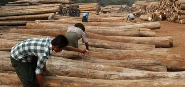新财政年度四个多月缅甸已向国外出口林产品6千多万美元