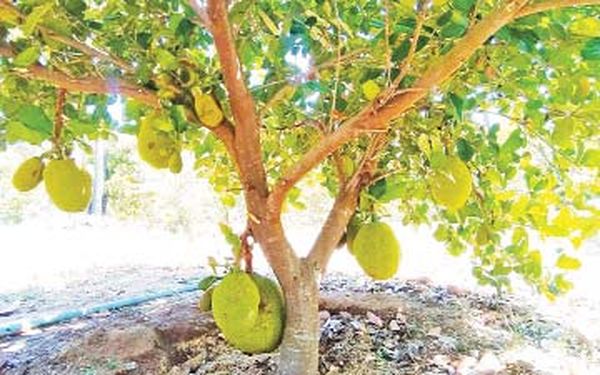 曼德勒省皎勃东县区引种台湾菠萝蜜成功