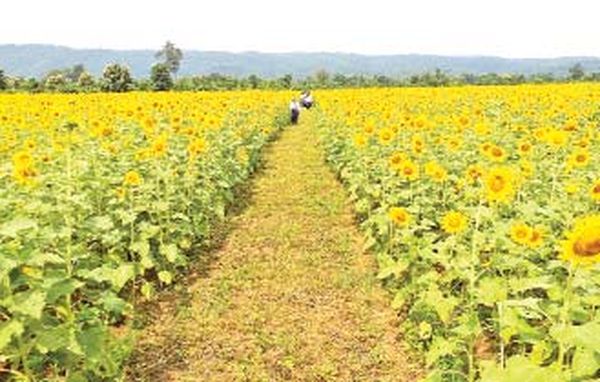 实皆省杰沙专区冬作物种植工作已完成了110%
