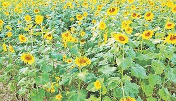 曼德勒省皎栖县区今年冬作物种植期共种植了8485英亩油料作物