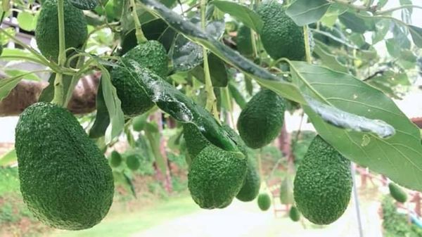 缅甸拟扩大种植500英亩HASS品种牛油果以满足国际市场需求