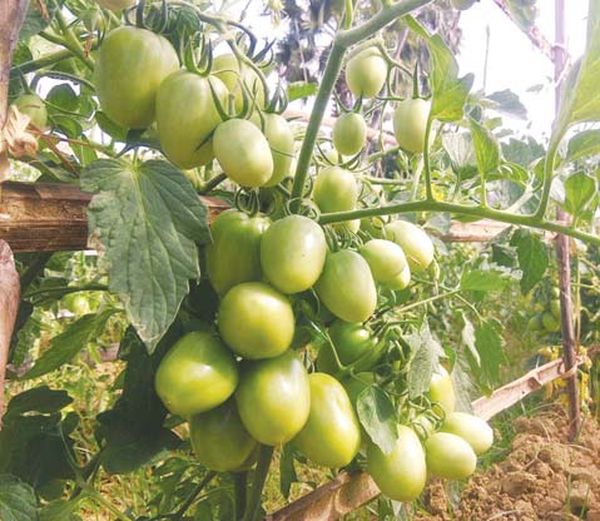 由台湾引种过来的番茄产品在马奎省色漂县区种植已获成功