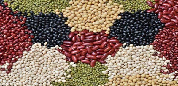 实皆省内作为冬作物已种植各种豆类130多万英亩