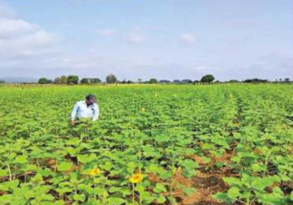 实皆省茵都县区已近乎完成了今年冬作物的种植计划