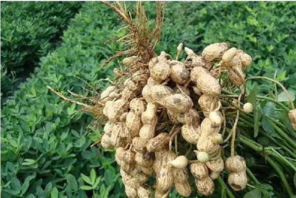 实皆省苗县区冬作物花生已开始采收