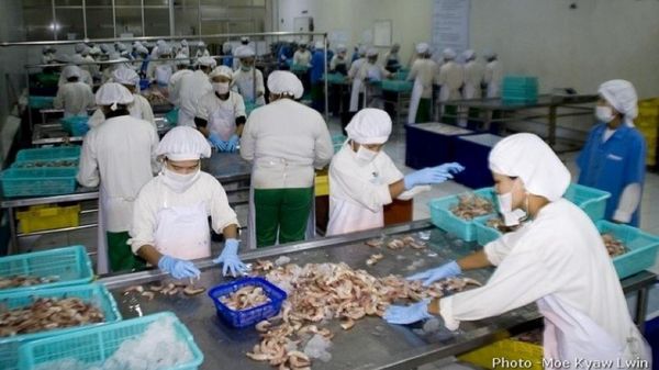 新财政年度5个月缅甸向国外出口虾类6000多吨
