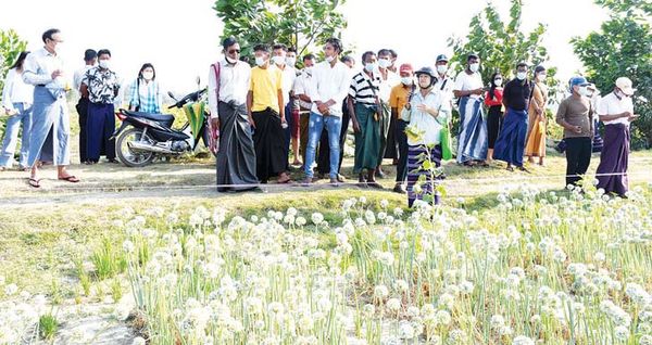 若开邦首府实兑县区的纯种良种种植园农民们前来观摩