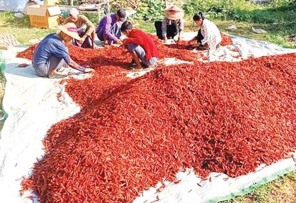 马奎省敏巫县区辣椒需求量提高每天大量对外出售