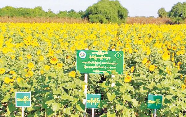 曼德勒省将在2022—23年度内栽种29万英亩向日葵油料作物